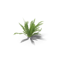 Fern PNG & PSD Images