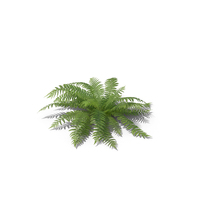 Fern PNG & PSD Images