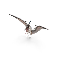 Pterosaur Pteranodon White Landing PNG & PSD Images