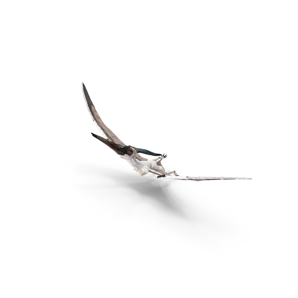 Pterosaur Pteranodon White Flying Pose PNG & PSD Images