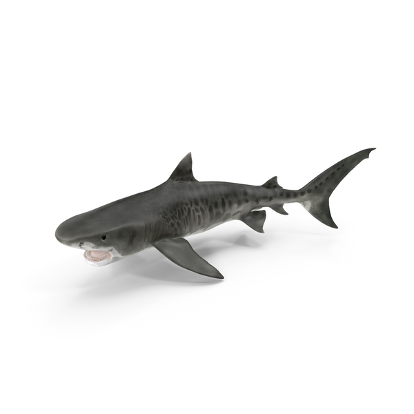 Tiger Shark PNG & PSD Images