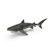 Tiger Shark PNG & PSD Images