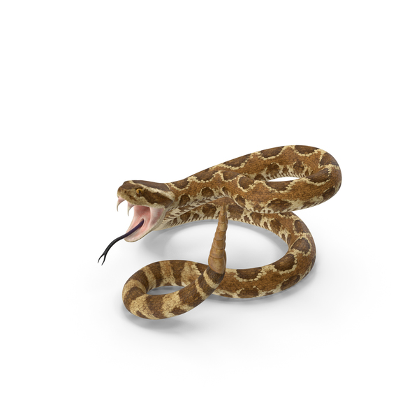 Light Rattlesnake Attack Pose PNG & PSD Images