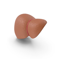 Liver PNG & PSD Images