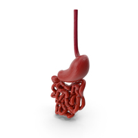 Small Intestine PNG & PSD Images