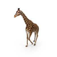 非洲长颈鹿PNG和PSD图像