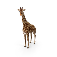 African Giraffe PNG & PSD Images