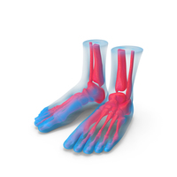 Foot Anatomy Blue PNG & PSD Images