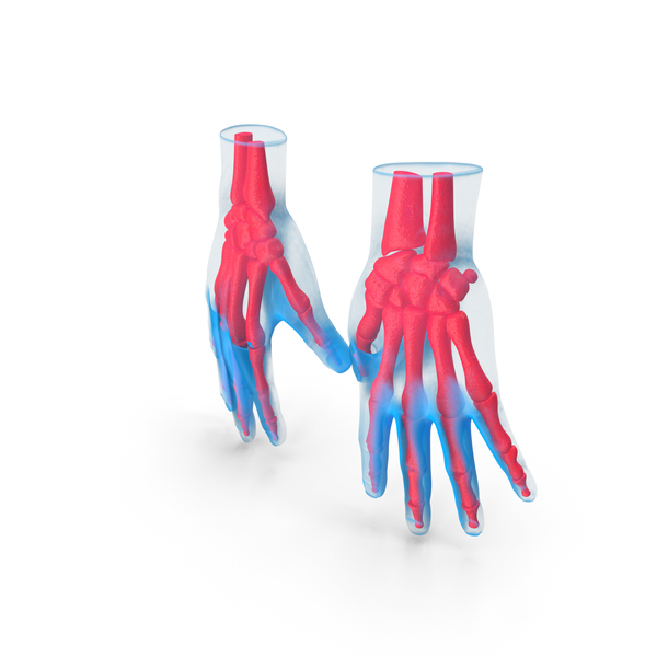 Hand Anatomy Blue PNG & PSD Images