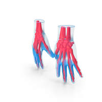 Hand Anatomy Blue PNG & PSD Images