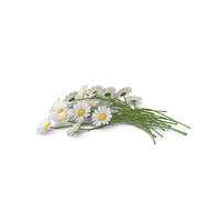 Chamomile PNG & PSD Images