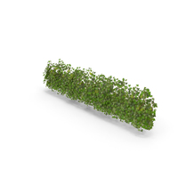 Ivy Patch 5x1,5m PNG & PSD Images