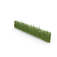 Ivy Patch 10x2,5m PNG & PSD Images