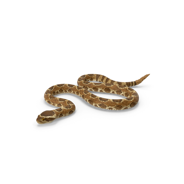 Rattlesnake Crawling PNG & PSD Images