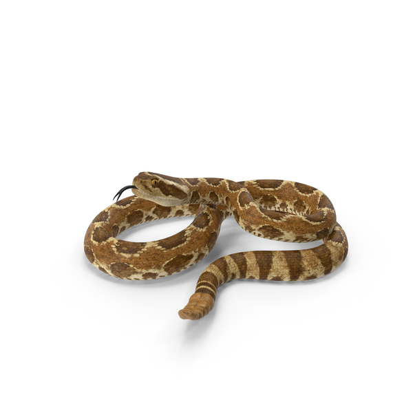 Rattlesnake PNG和PSD图像