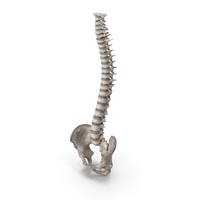Spinal Cord PNG & PSD Images