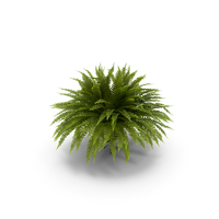Sword Fern PNG & PSD Images