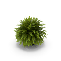 Sword Fern PNG & PSD Images