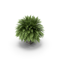 Fern PNG & PSD Images