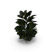 Ficus PNG & PSD Images