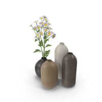 Chamomile PNG & PSD Images