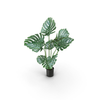 Monstera PNG & PSD Images
