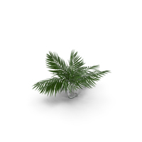 Tropical Leaves PNG & PSD Images