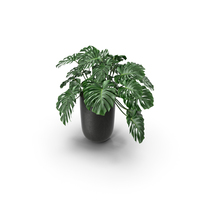 Monstera Leaves PNG & PSD Images
