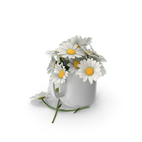Chamomile PNG & PSD Images