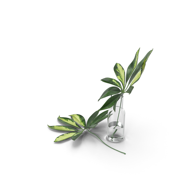 Schefflera Leaves PNG & PSD Images