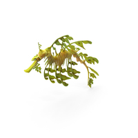 Leafy Seadragon PNG & PSD Images