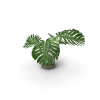 Monstera Leaves PNG & PSD Images