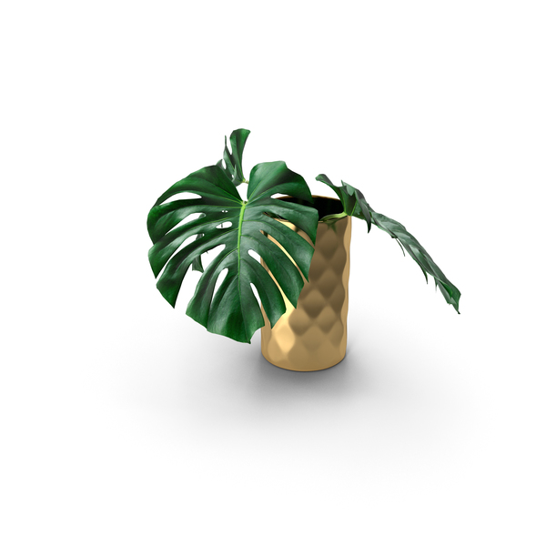 Monstera Leaves PNG & PSD Images