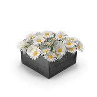Chamomile PNG & PSD Images