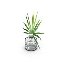 Palm Leaf PNG & PSD Images