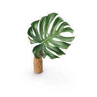 Monstera Leaves PNG & PSD Images