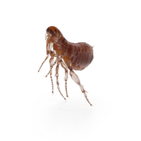 Flea Jumping PNG & PSD Images