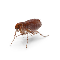Flea Walking PNG & PSD Images