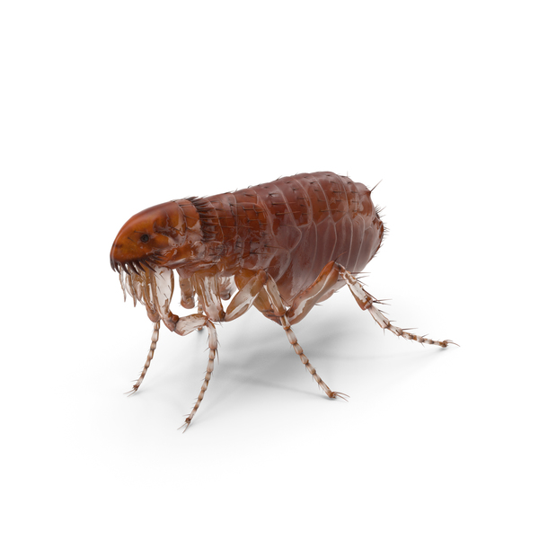 Flea Standing PNG & PSD Images