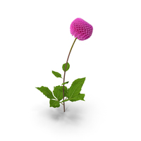 Dahlia Franz Kafka Pompon Pink PNG & PSD Images