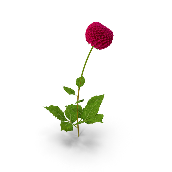 Dahlia Franz Kafka Pompon PNG & PSD Images