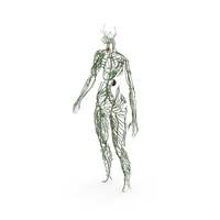 Female Lymphatic System Anatomy PNG & PSD Images