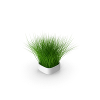 Plant in Square Pot PNG & PSD Images