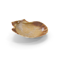 Shell PNG & PSD Images