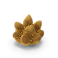 Coral Orange PNG & PSD Images