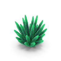 Coral 1 Green 1 PNG & PSD Images