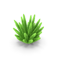 Coral 1 Green 2 PNG & PSD Images