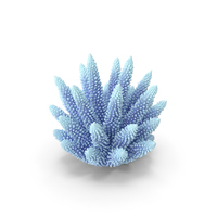 Coral 1 White PNG & PSD Images