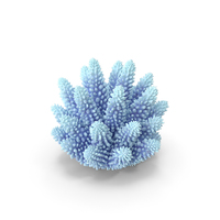 Coral 1 White PNG & PSD Images