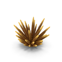 Coral 2 Orange PNG & PSD Images